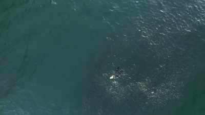 Powerful ocean currents
attract huge shoals of fish. - Planet Earth III