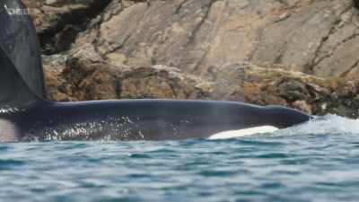 Powerful predators
patrol our coastlines - Wild Isles