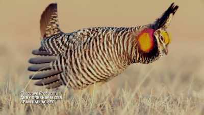 (prairie chicken booming) - United States of Animals