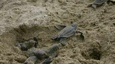 Precious new hatchlings
are also given a helping hand. - Blue Planet II