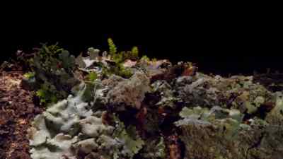 Predators use camouflage
to hunt their prey unseen. - Micro Monsters with David Attenborough