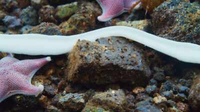 Predatory nemertine worms
are three metres long. - Seven Worlds, One Planet