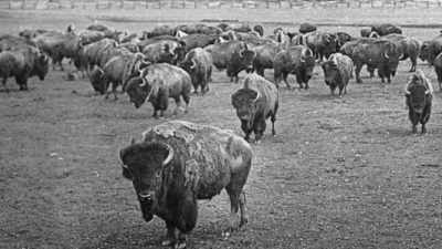 President Roosevelt
favored the proposal; - The American Buffalo