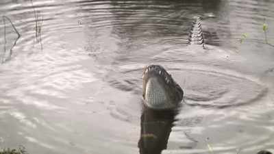 Pretty soon, the males are gonna bellow - United States of Animals