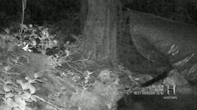 Pretty sure I just saw a cougar - Alone