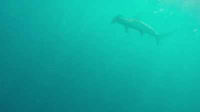 Pretty well everything we've
been receiving from the media, - Sharkwater Extinction