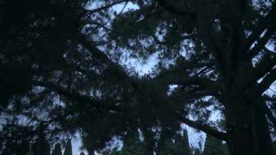 PRIEST: In the waters of baptism, - The Clearing