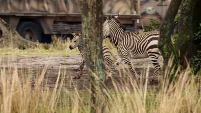 Prima is doing a good job leading him away
from the cows. - Magic of Disney's Animal Kingdom