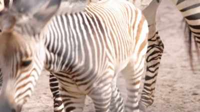 Prima and her kid are doing really well. - Magic of Disney's Animal Kingdom
