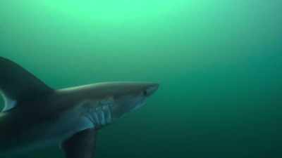 Prinderea unui mascul e o ocazie rară - Baby Sharks