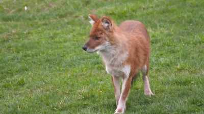 Priscilla: Jetson
may not come over - Secrets of the Zoo