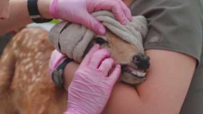 Priscilla: No cleft palate.
Zack: Yours is coming. - Secrets of the Zoo