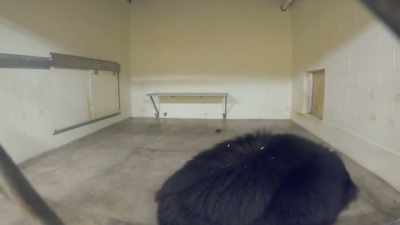 Priya: Good. Yeah.
She went down smoothly. - Secrets of the Zoo