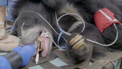 Priya: How much
propofol has she got? - Secrets of the Zoo