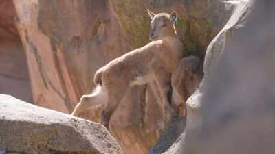Priya: You're cute!
Look at that. - Secrets of the Zoo