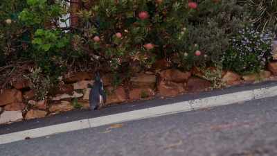 Pro tip, kid. - Penguin Town