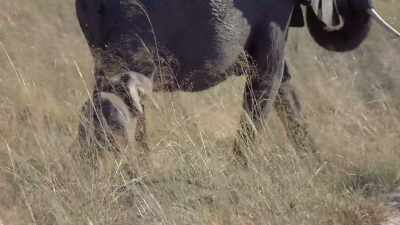 Probably born, I don't know,
three or four hours ago. - In the Footsteps of Elephant