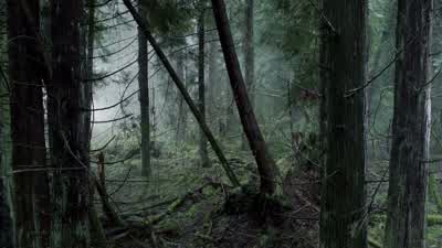 Probably hit a tree. - Arrow