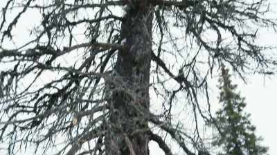 Probably make, uh,
two by fours, - Life Below Zero: First Alaskans
