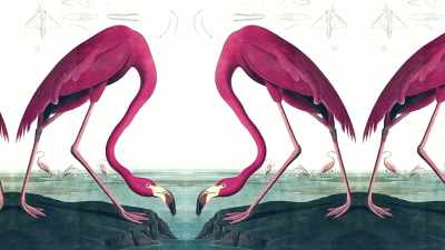 Probably you never thought you were
going to be doing this. - The Mystery of the Pink Flamingo