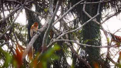 Proboscis monkeys are known
for our epic vocal honks. - Absurd Planet