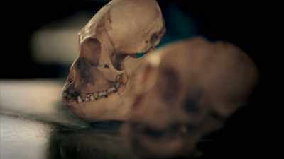 PROFESSOR BARAVALLE STATED
IT IS NOT A PRIMATE. - Expedition Mungo
