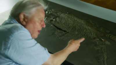 Proof positive that ichthyosaurs
gave birth to live young. - Attenborough and the Sea Dragon