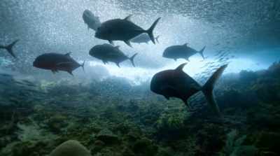 Protected fish populations
soon became so healthy, - David Attenborough: A Life on Our Planet