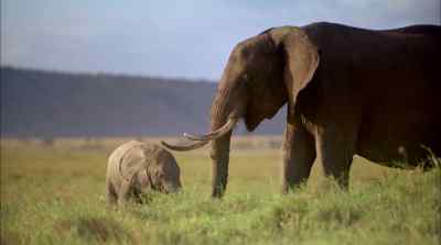Protective of their young, elephants
form extremely close bonds - Africa: The Serengeti