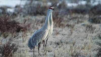 Protectors stand guard
in the wetlands. - Epic Yellowstone