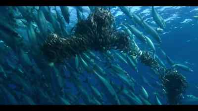 Providing rich feeding grounds - Our Oceans