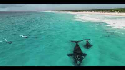 Proving that if we give ocean life
a chance, it can bounce back. - Our Oceans