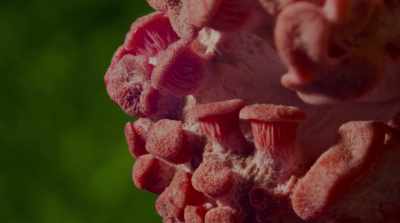 Psychedelics during
the '50s and '60s - Fantastic Fungi