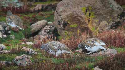 Ptarmigan, a kind of grouse, - Attenborough's Life in Colour