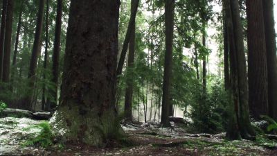 {Pub}(Birds chirping, wind whistling) - Once Upon a Time