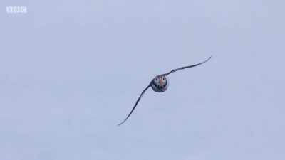 Puffins are always vigilant
when returning with sand eels. - Wales: Land of the Wild