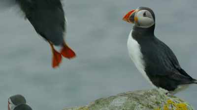 Puffins are eaten most often, - Wild Ways of the Vikings