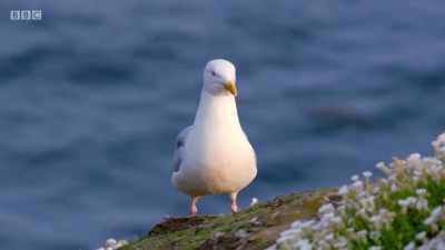 PUFFINS GROAN - Wales: Land of the Wild