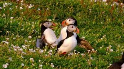 PUFFINS GROWL - Wales: Land of the Wild