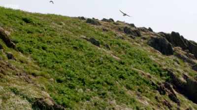Puffins. - Wales: Land of the Wild