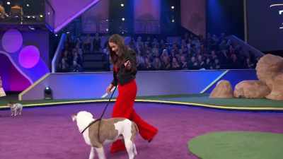 Puka has a cleft palate, - 2022 American Rescue Dog Show