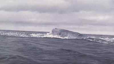 Pull, boys! Pull! - Moby Dick