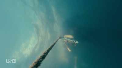 Pull, pull. - Snake in the Grass