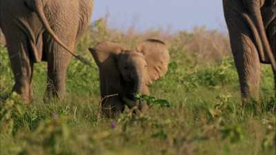 Puma mom: Boys!
Why are there batteries - When Nature Calls with Helen Mirren