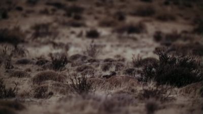 Pumas were always thought of as solitary. - Earth at Night in Color