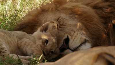 [ Pumas grunting ] - When Nature Calls with Helen Mirren
