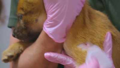 Puncture wounds,
while they look small, - Secrets of the Zoo
