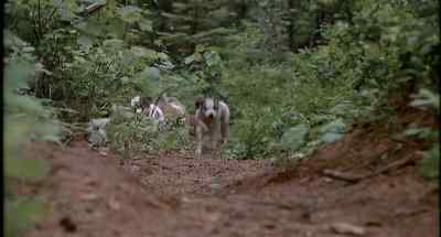 Puppies! - Beethoven's 2nd