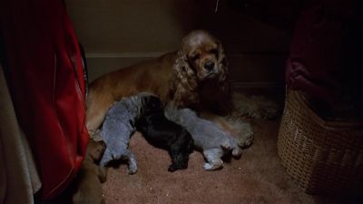 PUPPY Hey Ma check it out - Look Who's Talking Now