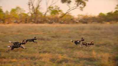 Pups this age
wouldn't usually follow a hunt, - Wild Babies